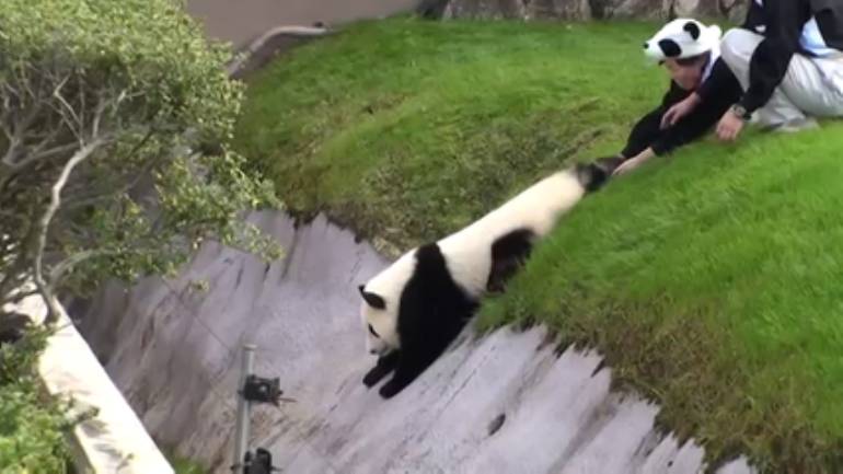 Эпичный побег панды от сотрудников зоопарка. ВИДЕО