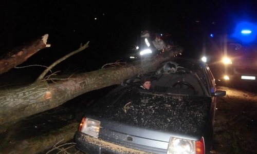 На Киевщине дерево расплющило автомобиль и чуть не убило трех людей. ФОТО