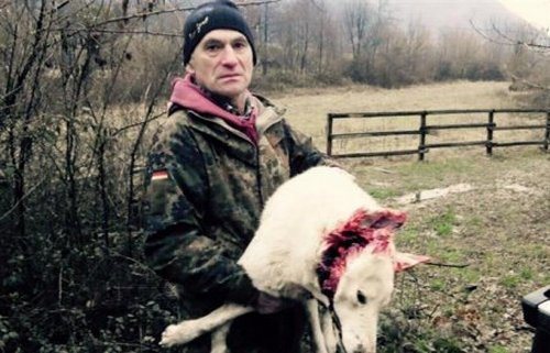 На Закарпатье пьяный депутат напал на лесника и расстрелял его собаку