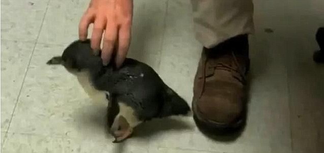 Маленький пингвиненок обожает щекотку. ВИДЕО 