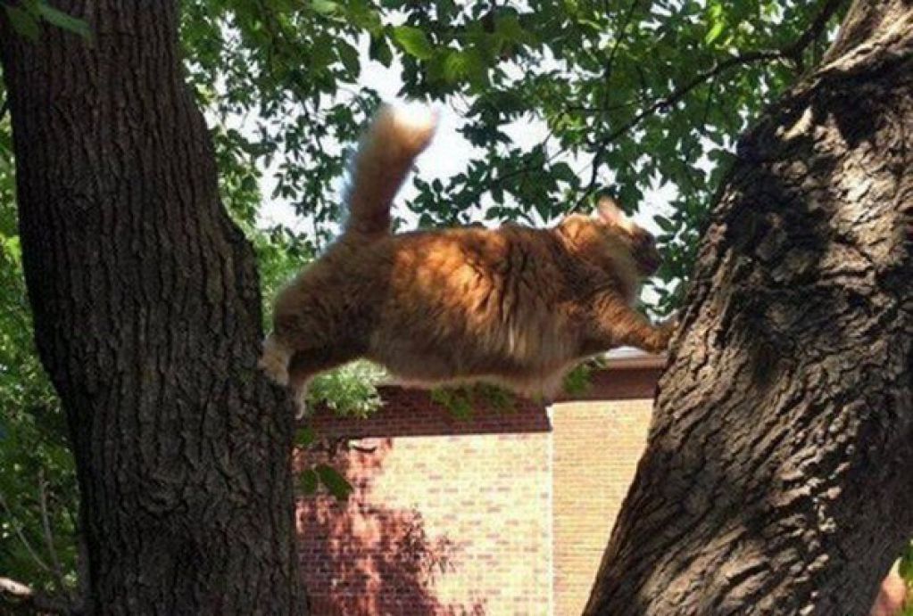 Коты, которые явно пожалели о своем поступке. ФОТО