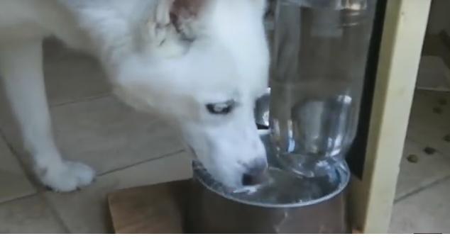 Как сделать миску для собаки, которая автоматически наполняется водой. ВИДЕО