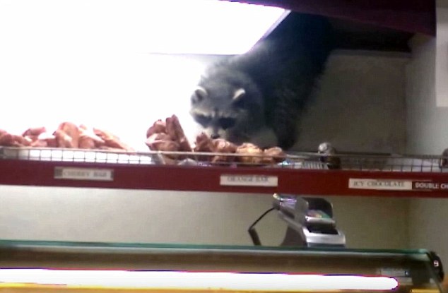 Енот ворует пончик на глазах у посетителей магазина. ВИДЕО 