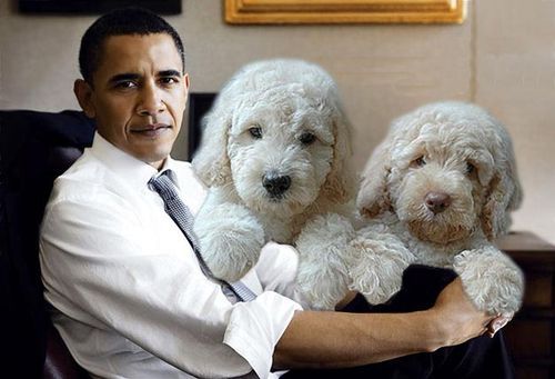«Претендент» на пост президента США арестован за похищение пса Обамы