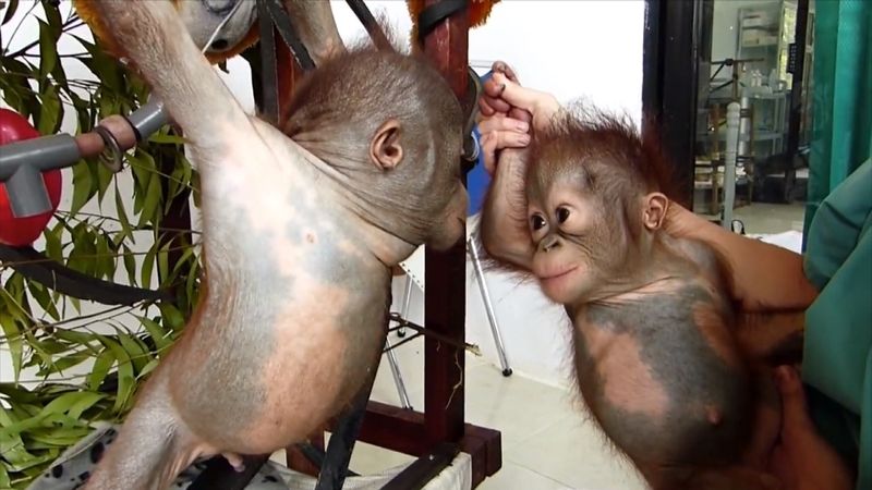 Чудом выживший малыш-орангутан зацеловал спасенного собрата! ФОТО, ВИДЕО
