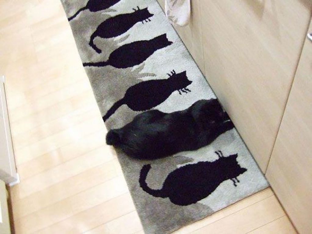 10 котов, знающих толк в маскировке. ФОТО