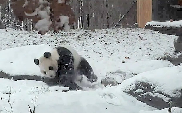 Панда устроила «снежную битву» с пустой миской. ВИДЕО