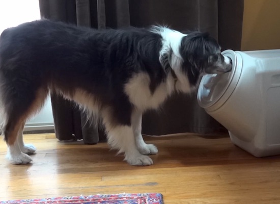 Хитрый пёс научился открывать герметичный контейнер. ВИДЕО
