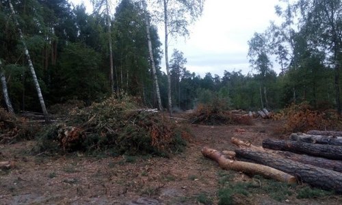 Украине грозит экокатастрофа: через 10 лет можем остаться без леса