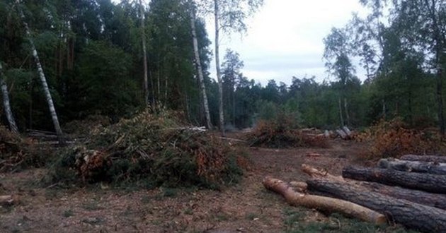 Украина получит миллион долларов на восстановление лесов 