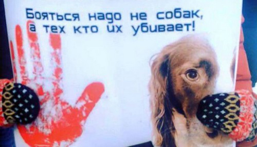 Дончане вступились за бродячих собак. ФОТО
