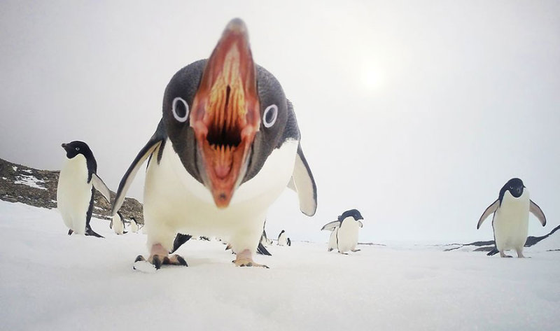 20 милейших ФОТО из жизни пингвинов