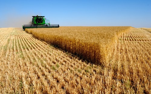 Беда Украины: в полях сгнивают миллионы тонн урожая. ВИДЕО