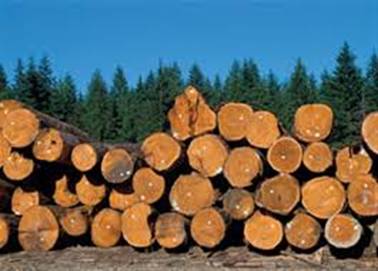 В 2015 году продажа лесоматериалов выросла на 3 млрд грн, - Гослесагентство