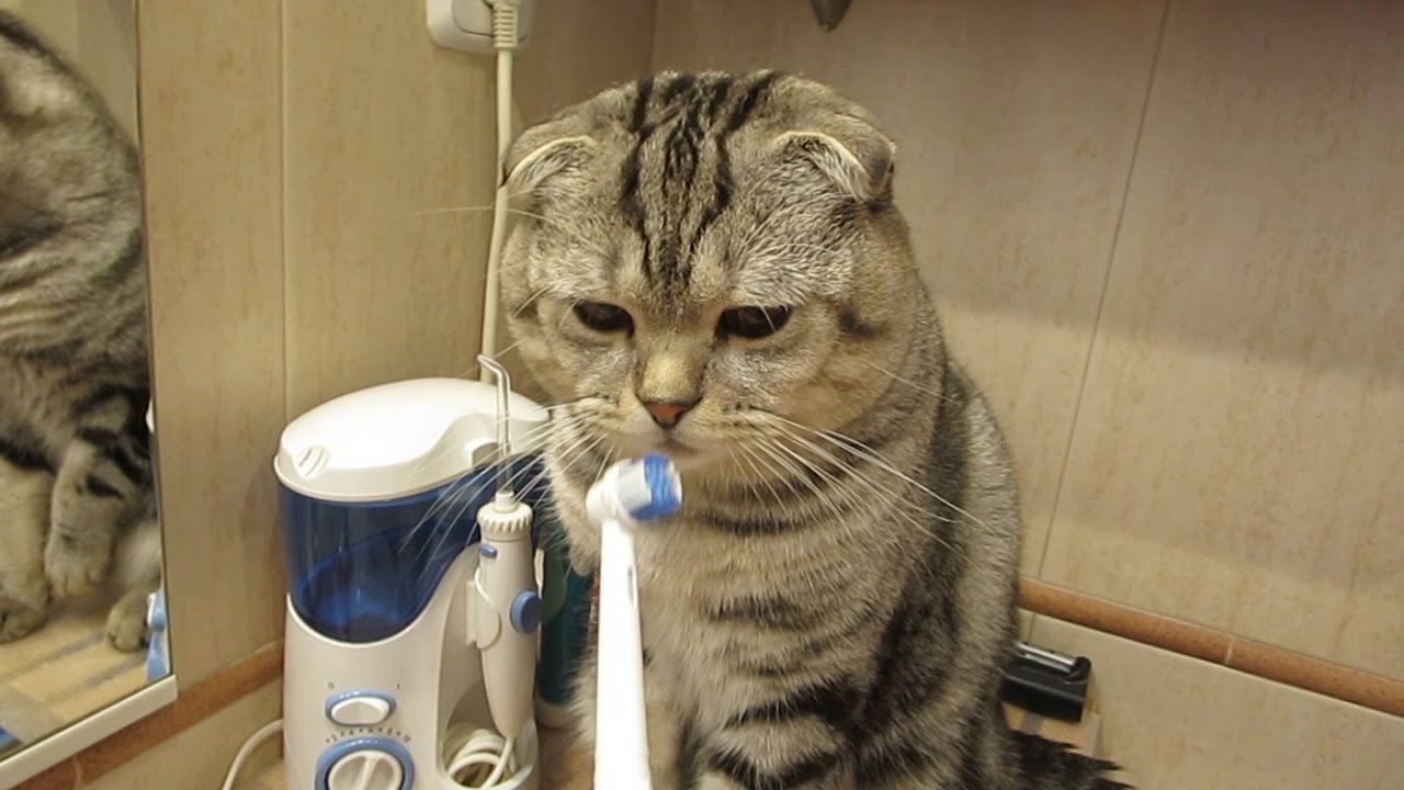 Кот Василий чистит зубы. ВИДЕО