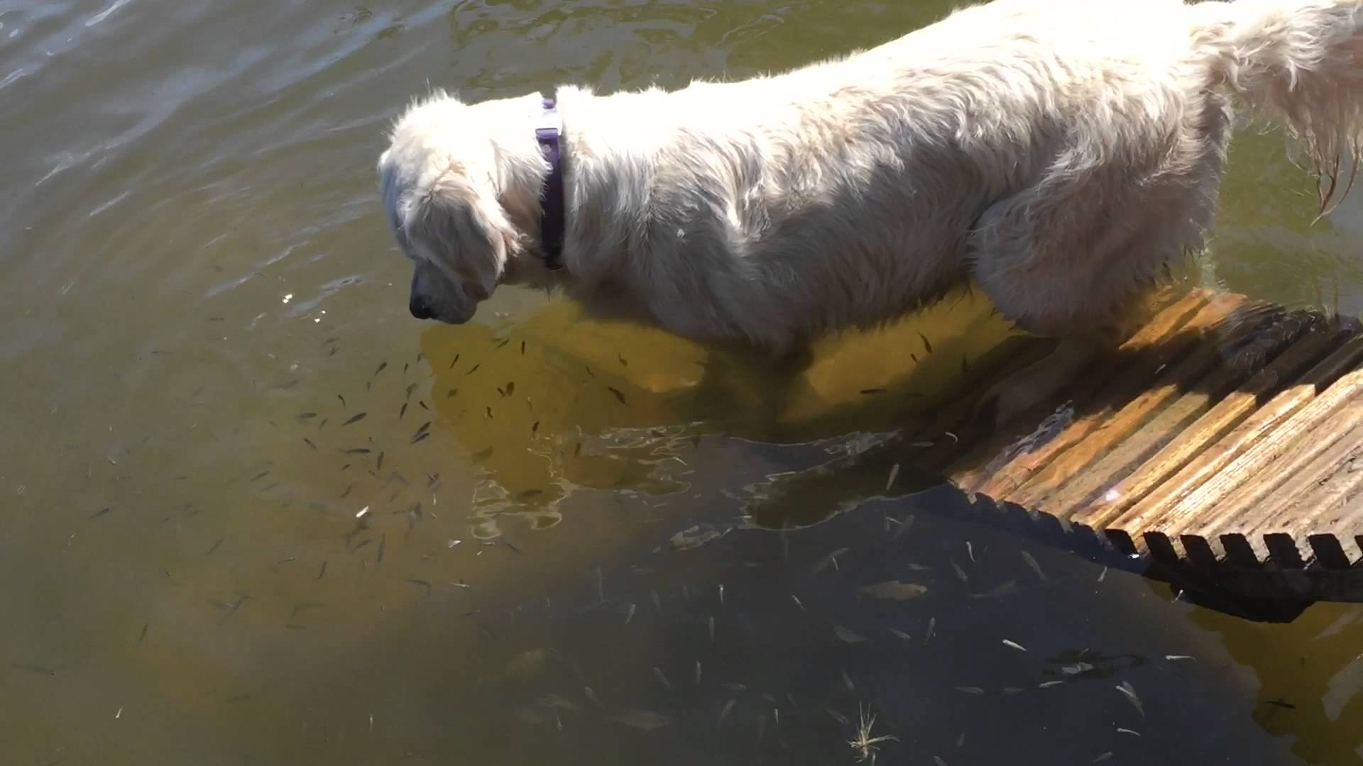 Очень умный пёс использует хлеб для ловли рыбы. ВИДЕО