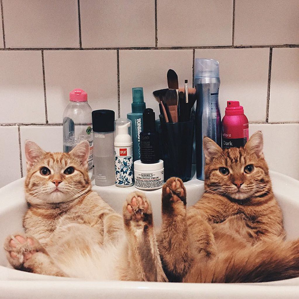 Двоих рыжих котят, найденных в саду, не разлучали ни на один день. ФОТО