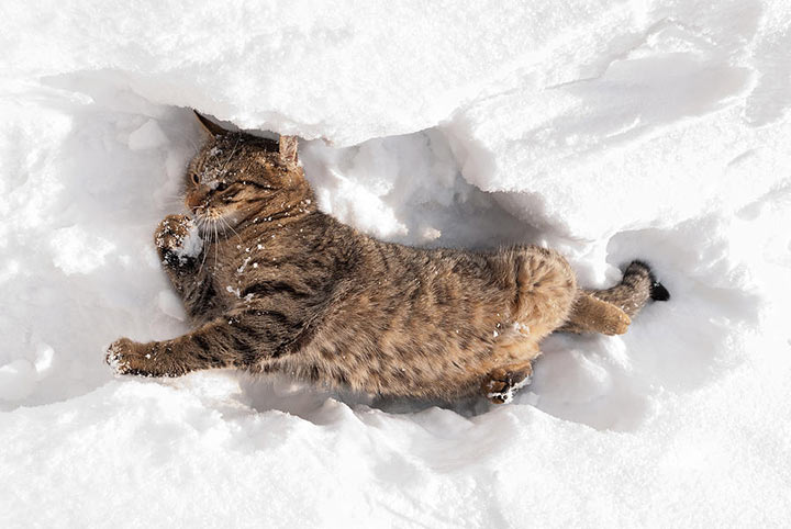 Коты не любят снег? Кто вам такое сказал?! ФОТО