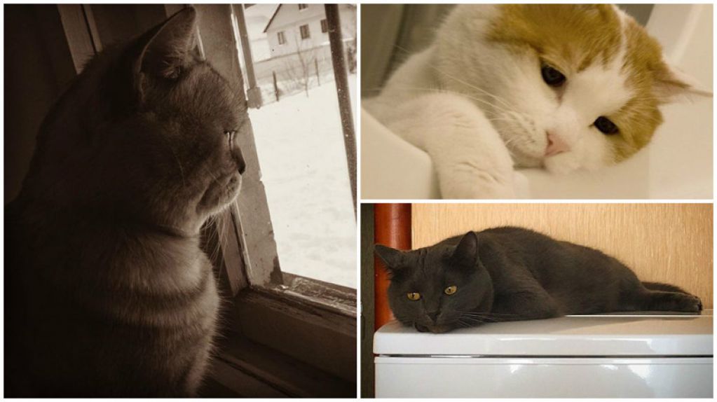 25 котиков, которые внезапно приуныли. ФОТО