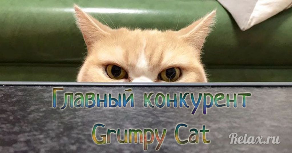 Коюки - новый хмурый кот, покоривший пользователей Сети. ФОТО