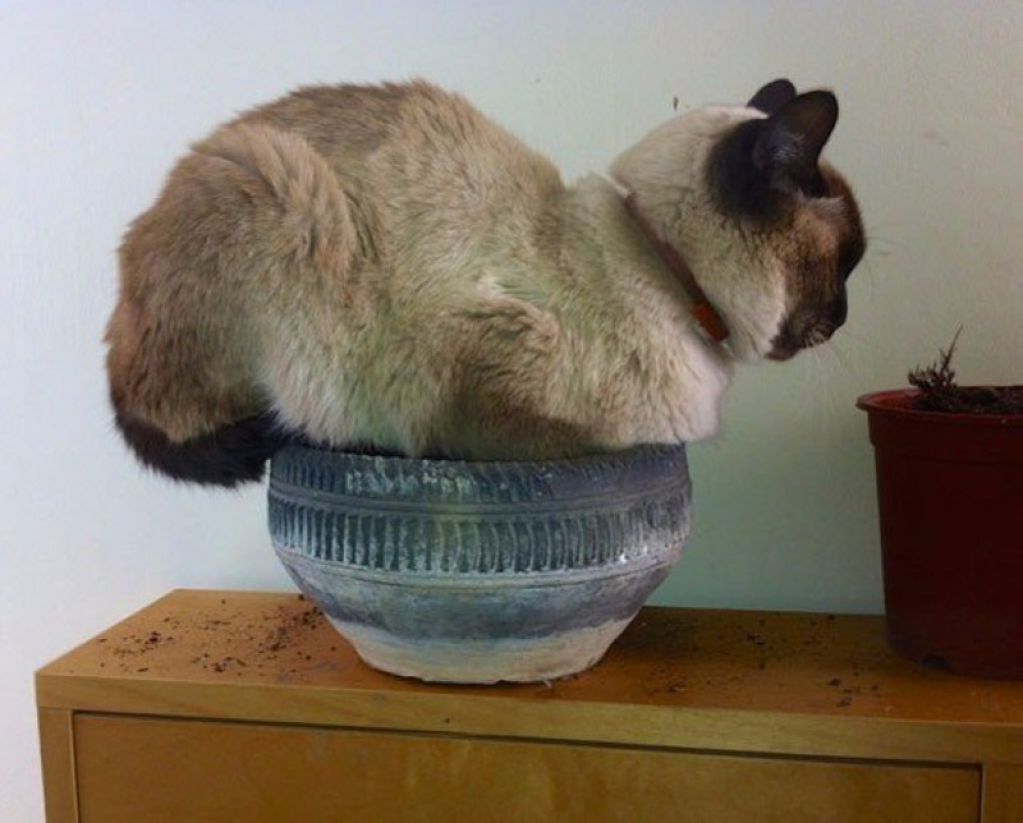 Коты-флористы. ФОТО