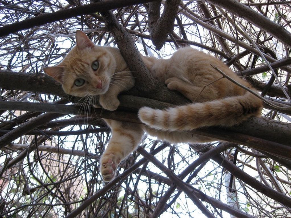 Весна пришла — коты прилетели! ФОТО