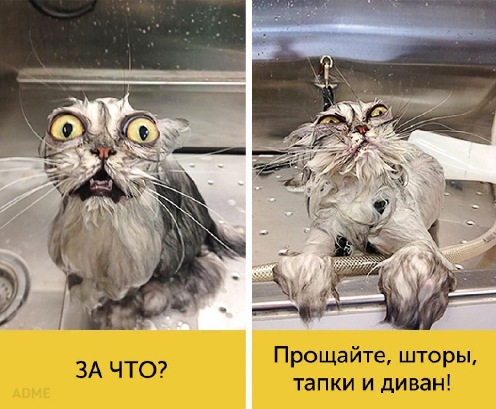 15 котов, мимике которых можно только позавидовать. ФОТО