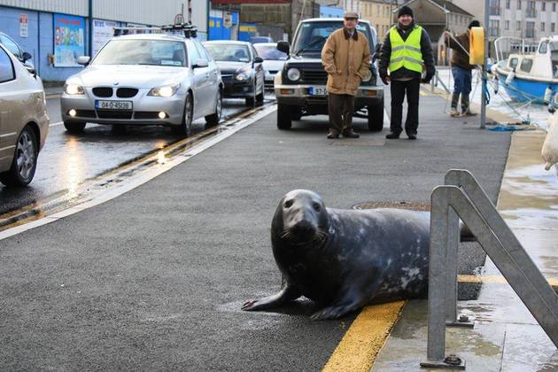Тюлень Сэмми стал постоянным посетителем рыбного ресторана в Ирландии. ВИДЕО