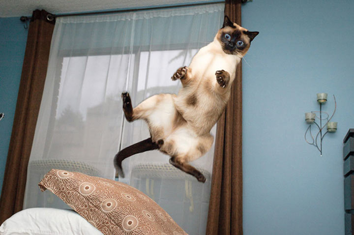 11 котов-экстремалов в прыжке. ФОТО