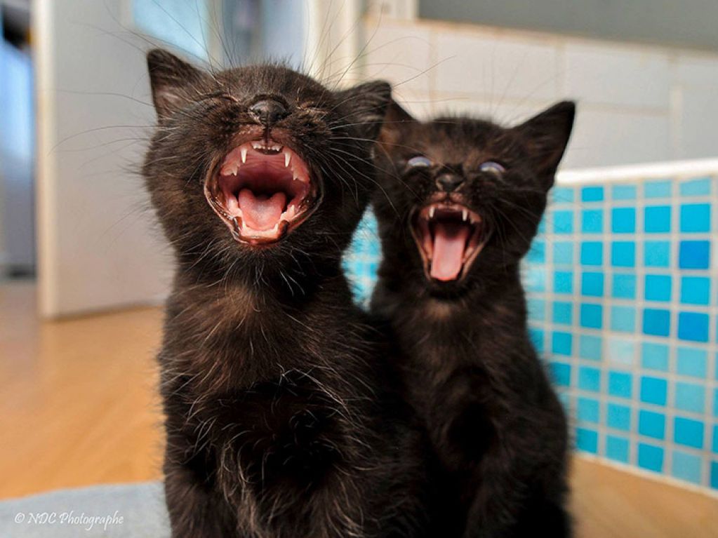 Раньше я ныл, что нет кота, теперь ною, что нет двух! ФОТО