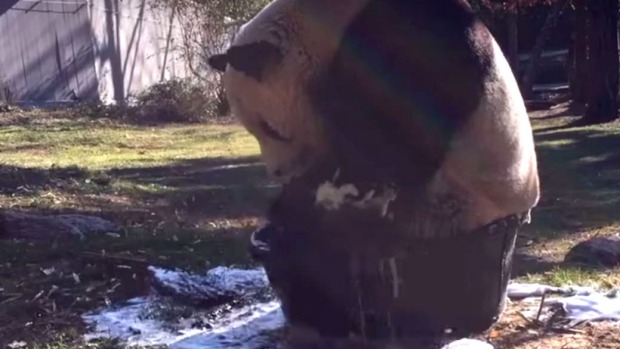 Эта панда очень любит купаться, но не помещается в ванну... ВИДЕО