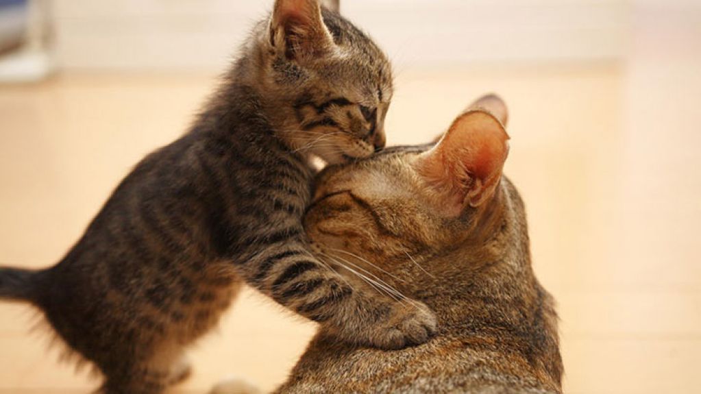Кошки и их котята: няшность умилительная! ФОТО