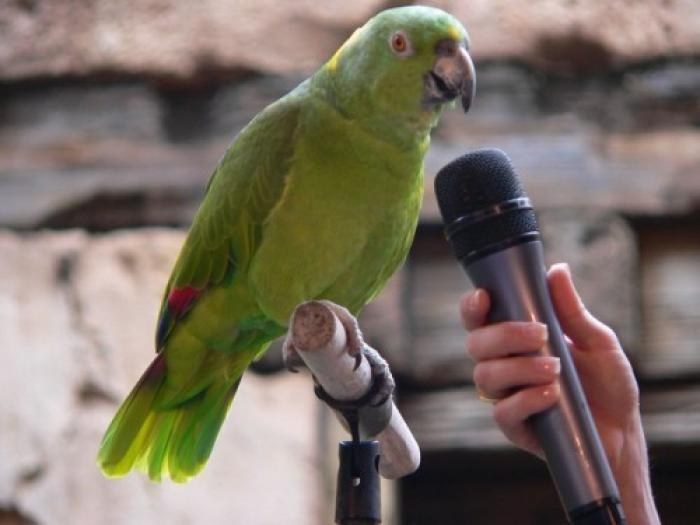Самый талантливый попугай в мире. ВИДЕО 