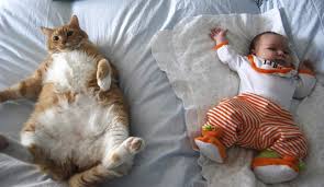 Младенцы и кошки — первые знакомства. ВИДЕО 
