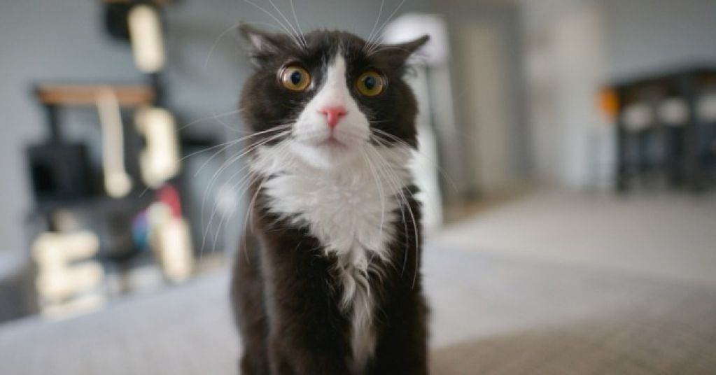Погладь кота!