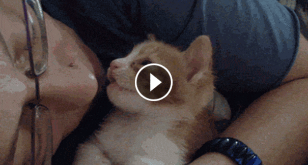 Маленький котенок засыпает от поцелуев. ВИДЕО 