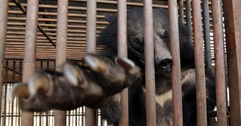 Медведь несколько лет прожил в тесной клетке и, наконец, получил свободу. ВИДЕО