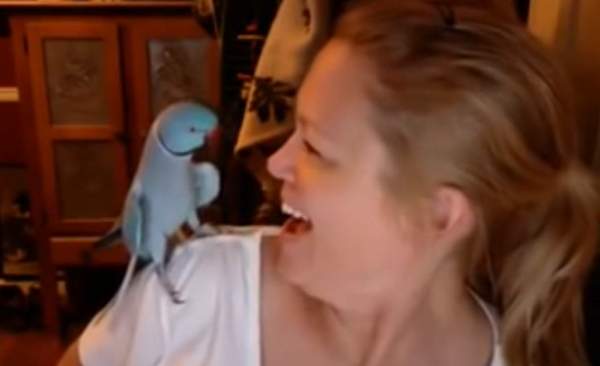 Попугай играет с хозяйкой в «Пикабу». ВИДЕО