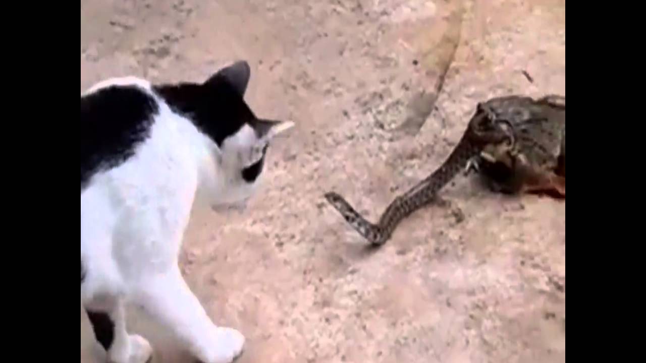 Жесть: кот подрался со змеёй, которую наполовину проглотила жаба. ВИДЕО