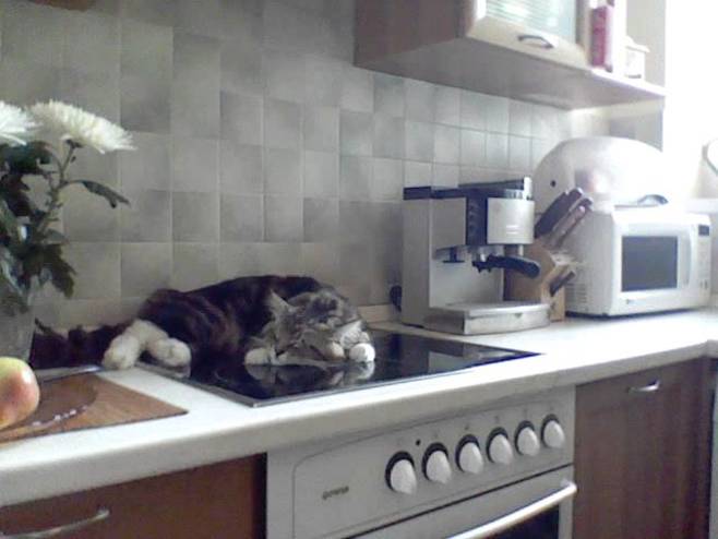 Говорящий кот оккупировал печь и стоит на своем. ВИДЕО
