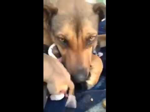 Реакция матери-собаки на возвращение малышей. ВИДЕО 
