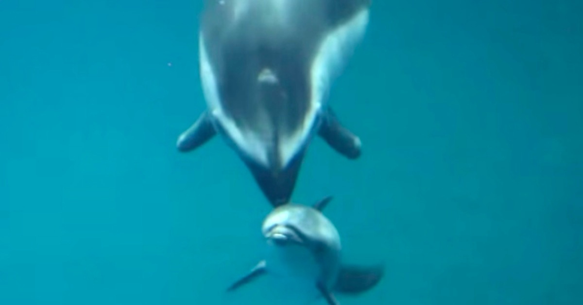 Посетители аквариума увидели, как рождаются дельфины! ВИДЕО