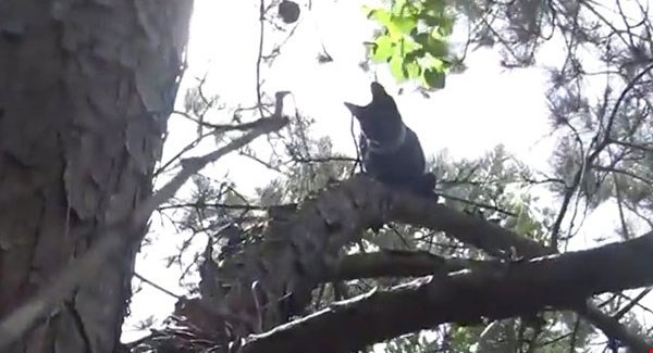 Спасение кота, просидевшего на дереве 11 дней. ВИДЕО