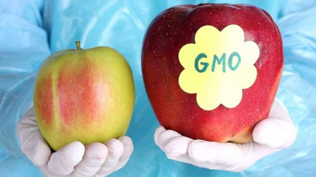 Ученые оправдали продукты с ГМО: результаты масштабного исследования