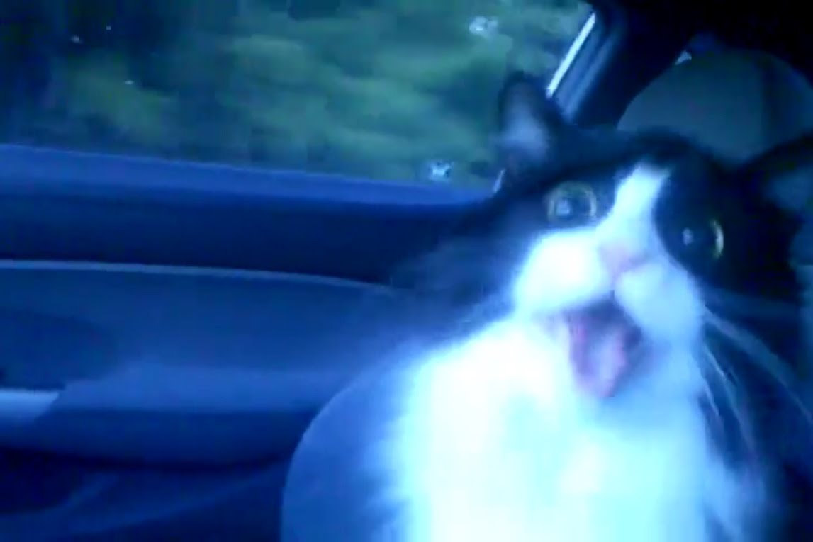 Кот едет в машине в первый раз. ВИДЕО