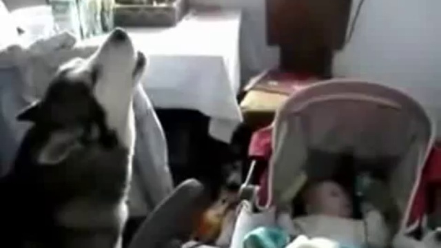Этот малыш заплакал, и собака спела ему колыбельную… как могла. ВИДЕО