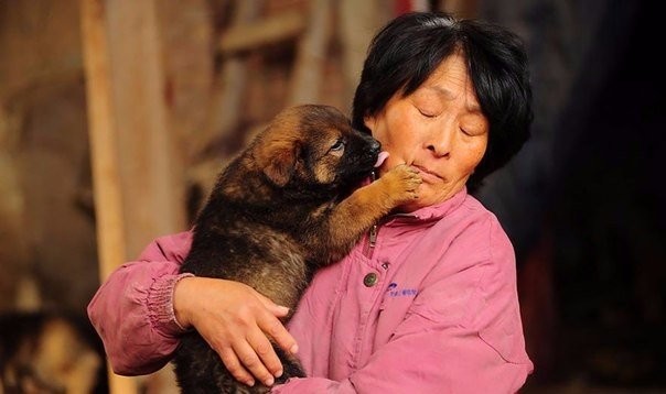 Китаянка спасла сотню собак от съедения на фестивале. ФОТО