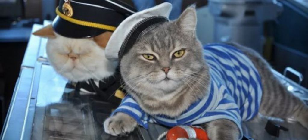 Парочка няшных котэ подрабатывают на круизном судне. ФОТО