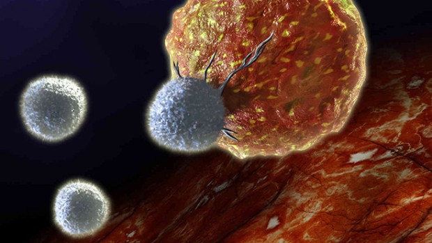 Рак будут лечить с помощью чужого иммунитета