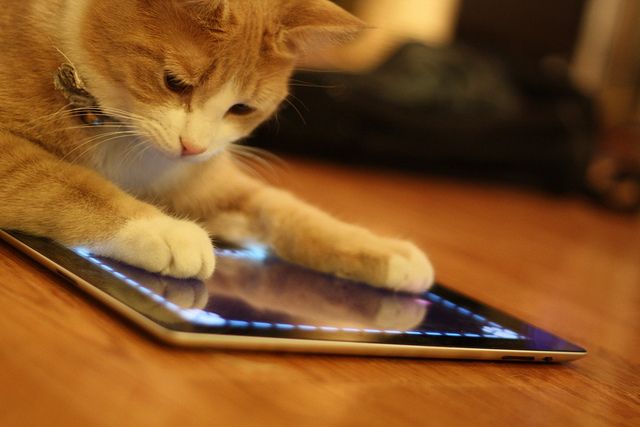 Животные играют на iPad. ВИДЕО 